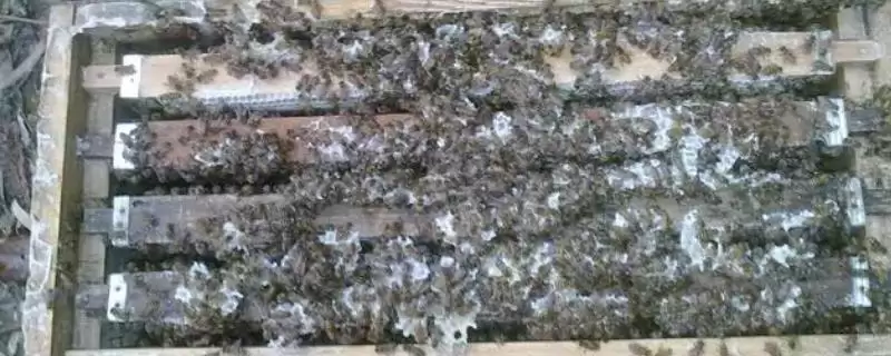 活框蜂箱介绍,可根据养蜂人的意愿自由调整-会东网