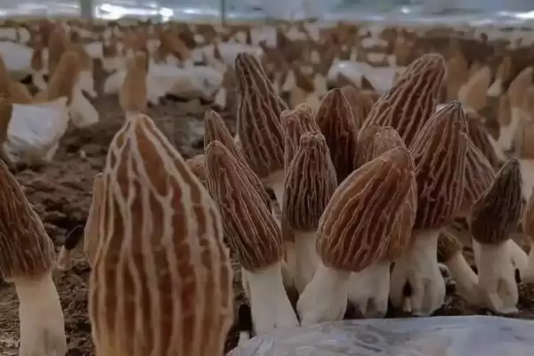 图片[3]-食用菌的种植前景？了解食用菌种植前景要分析哪些市场和产业因素？-会东网