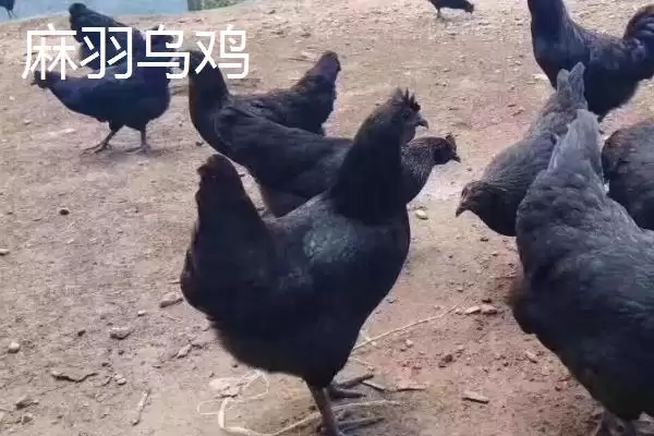 明确乌鸡产地范围的方法和重点?养鸡要做好哪些品种溯源?插图7 明确乌鸡产地范围的方法和重点?养鸡要做好哪些品种溯源?插图7