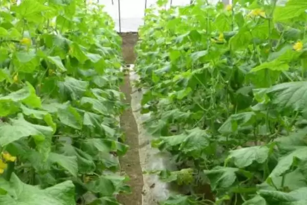 越冬水果型小黄瓜栽培技术的方法和重点?种越冬小黄瓜要做好哪些细节?插图6 越冬水果型小黄瓜栽培技术的方法和重点?种越冬小黄瓜要做好哪些细节?插图6