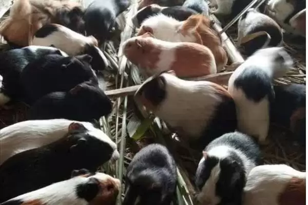 图片[3]-豚鼠的饲养常识？饲养豚鼠要了解哪些关键的喂养、环境和健康管理要点？-会东网