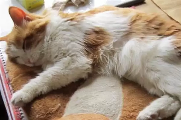 猫咪慢性肝炎是一种什么病症 ,猫咪慢性肝炎是肝脏长期发炎插图5 猫咪慢性肝炎是一种什么病症 ,猫咪慢性肝炎是肝脏长期发炎插图5