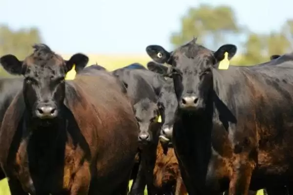 没有角的是什么品种的牛 ,安格斯牛是没有角的常见牛品种插图3