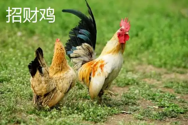 掌握特种鸡价格动态的方法和重点?养鸡要做好哪些价格关注?插图6 掌握特种鸡价格动态的方法和重点?养鸡要做好哪些价格关注?插图6