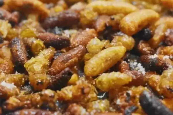 怎么用蜂蛹泡酒,放入装有粮食酒的容器中、再密封即可插图3 怎么用蜂蛹泡酒,放入装有粮食酒的容器中、再密封即可插图3