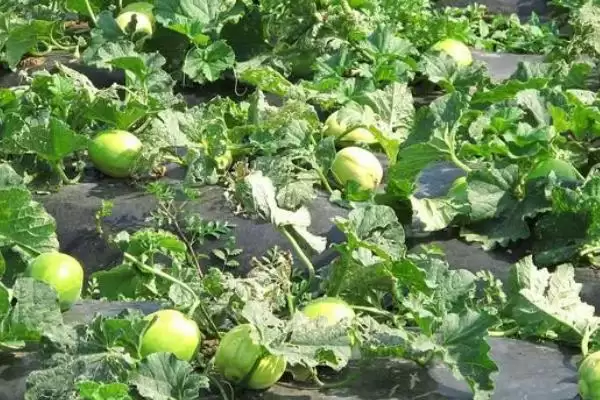 香瓜育苗期管理方法的方法和重点?香瓜育苗期管理要做好哪些细节?插图2 香瓜育苗期管理方法的方法和重点?香瓜育苗期管理要做好哪些细节?插图2