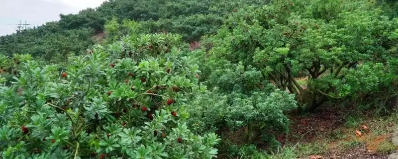 种植杨梅的方法和重点?种植杨梅要做好哪些细节?-会东网