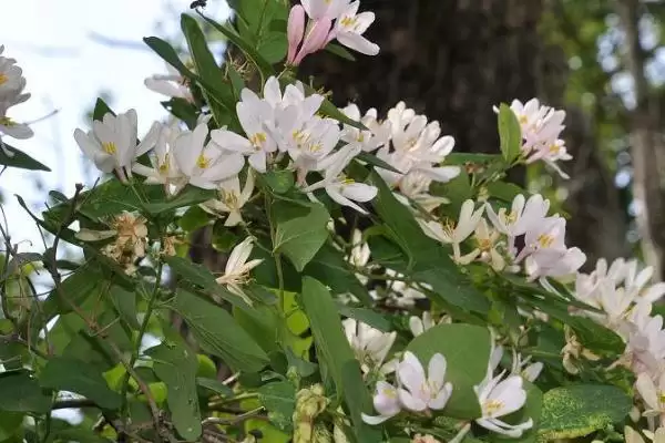 金银花枝的冬季修剪技术 ,金银花枝冬季何时修剪好插图2 金银花枝的冬季修剪技术 ,金银花枝冬季何时修剪好插图2