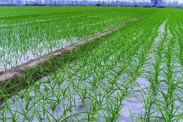 图片[4]-种植大蒜覆盖地膜的方法和重点？种植大蒜盖地膜需留意什么？-会东网