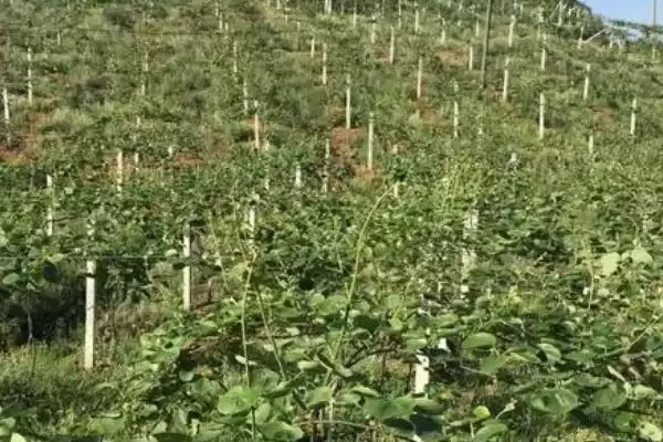 图片[2]-种植猕猴桃预防冻害的方法和重点？种植猕猴桃防冻需注意什么？-会东网