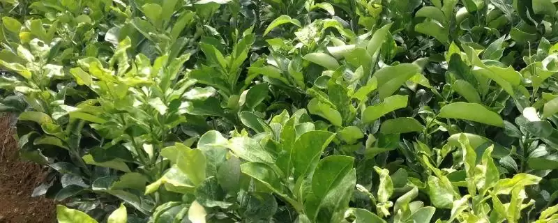 柠檬苗修剪技巧：夏季抹芽放梢的成长秘诀-会东网