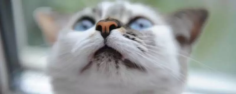 猫流清水鼻涕的原因是什么 ,猫流清涕和气味感冒有关吗-会东网