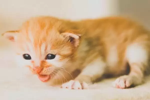 猫咪黑下巴怎么进行治疗 ,猫咪黑下巴可用盐水毛巾擦黑点插图4 猫咪黑下巴怎么进行治疗 ,猫咪黑下巴可用盐水毛巾擦黑点插图4