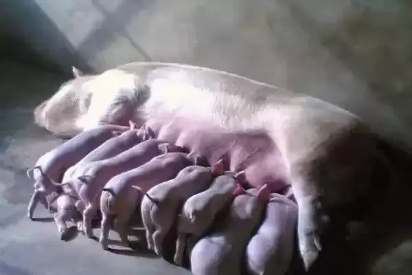 母猪正常一胎能生几只小猪呢,母猪正常一胎通常可产下 10-14 只幼仔插图4