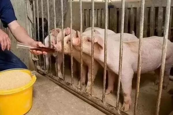 养猪驱虫的方法和重点?养猪要做好哪些驱虫操作细节?插图1 养猪驱虫的方法和重点?养猪要做好哪些驱虫操作细节?插图1