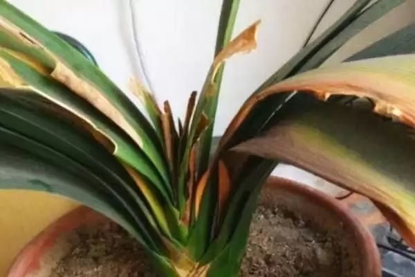 君子兰烂根的原因及防治 ,怎样综合防治君子兰烂根问题呢?插图2 君子兰烂根的原因及防治 ,怎样综合防治君子兰烂根问题呢?插图2