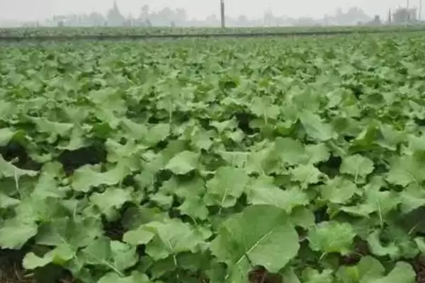 油菜杂交制种方法,首先要保证亲本种子的纯度插图1 油菜杂交制种方法,首先要保证亲本种子的纯度插图1