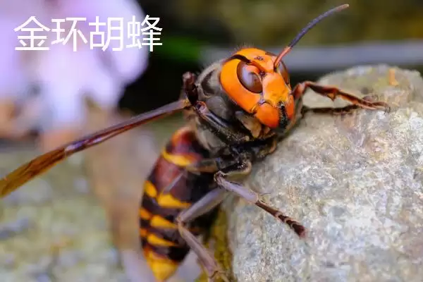 图片[3]-杀人蜂是什么蜂，实际上是多种剧毒蜂类的俗称-会东网