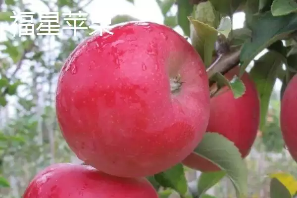 有哪些好吃的苹果新品种,包括福星、瑞雪、蜜脆等种类插图2 有哪些好吃的苹果新品种,包括福星、瑞雪、蜜脆等种类插图2
