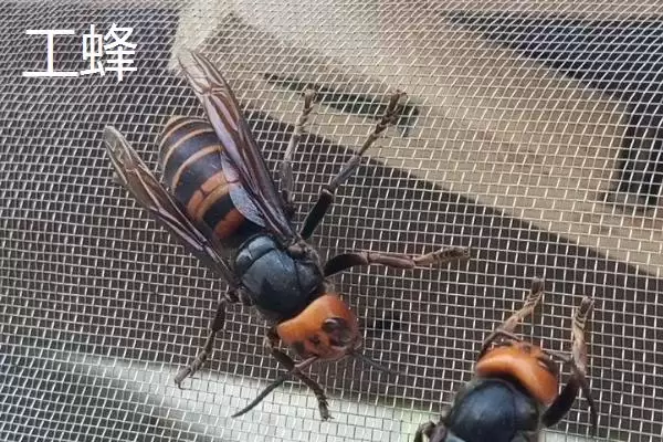 金环胡蜂蜂王和工蜂的区别,体型和毒针长短均不同插图2 金环胡蜂蜂王和工蜂的区别,体型和毒针长短均不同插图2