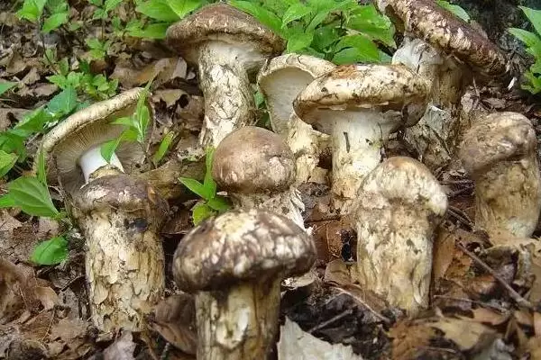 图片[6]-鉴别野生菌是否有毒的方法和重点？鉴别野生菌是否有毒要做好哪些细节？-会东网