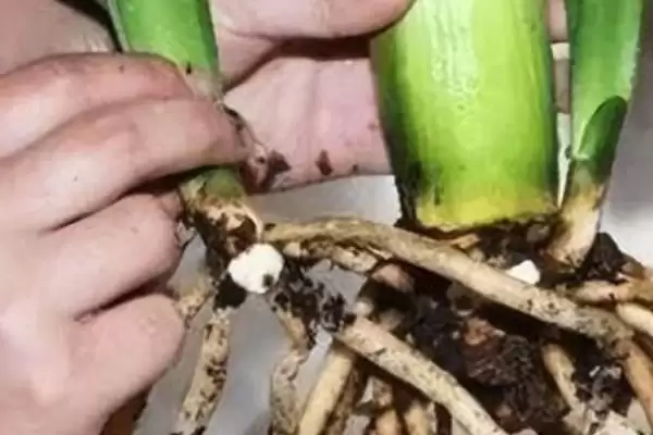 图片[3]-蟹爪兰种植的方式和要点？种植蟹爪兰要选择哪些合适方式？-会东网