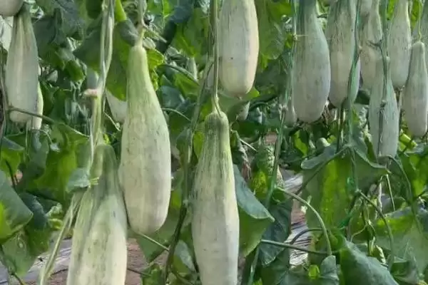 羊角蜜甜瓜种植方法的方法和重点？种羊角蜜甜瓜要做好哪些细节？插图4