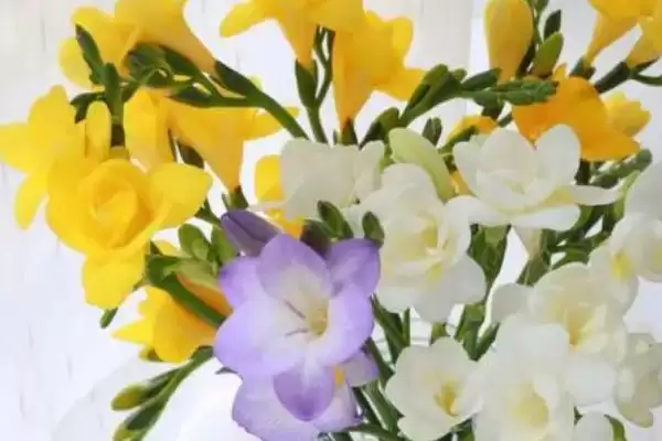 图片[2]-小苍兰植物属性的要点和解读？解读小苍兰植物属性需注意什么？-会东网
