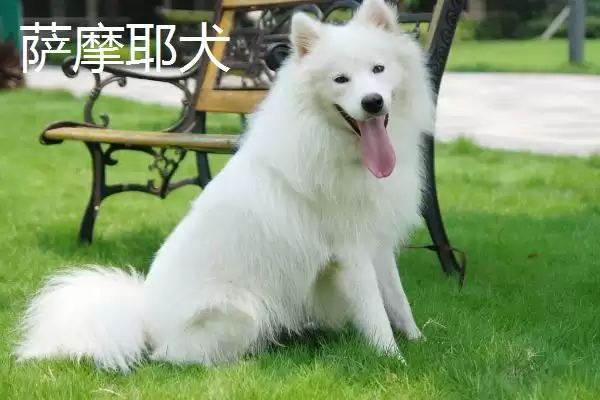 图片[4]-萨摩耶犬和爱斯基摩犬的区别？区分萨摩耶犬和爱斯基摩犬要关注什么？-会东网
