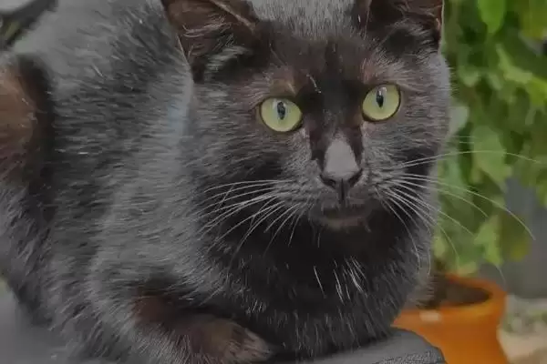 图片[5]-猫视网膜萎缩有哪些症状表现 ,猫视网膜萎缩最终会导致失明-会东网