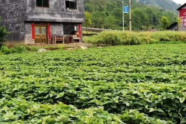图片[4]-紫薯市场前景的分析和要点？分析紫薯市场需关注哪些关键要素？-会东网