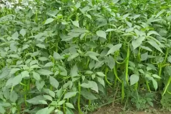 辣椒的种植技术 ,辣椒在哪些月份适合播种呢?插图4 辣椒的种植技术 ,辣椒在哪些月份适合播种呢?插图4