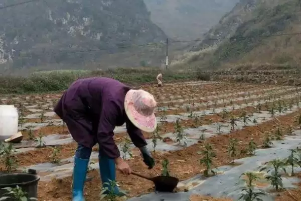 辣椒的施肥技巧 ,辣椒施肥为何要重施有机肥呢?插图2 辣椒的施肥技巧 ,辣椒施肥为何要重施有机肥呢?插图2