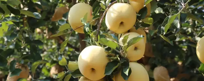 奶油苹果的价格，一斤需要5-10元左右-会东网