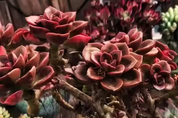 巧克力多肉盆栽注意事项?插图5 巧克力多肉盆栽注意事项?插图5