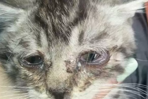 猫咪眼睛发炎有哪些明显症状 ,猫咪眼睛发炎会出现流眼泪现象插图1 猫咪眼睛发炎有哪些明显症状 ,猫咪眼睛发炎会出现流眼泪现象插图1