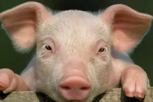 计算猪毛重和净重的方法和重点？养猪要做好哪些重量计量细节？插图9