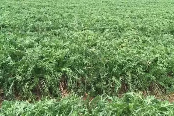 图片[4]-玛卡的种植条件有哪些要求 ,玛卡种植对海拔气温有何需-会东网
