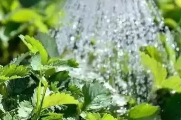 图片[3]-草莓空心如何预防，生长温度不要超过35℃-会东网