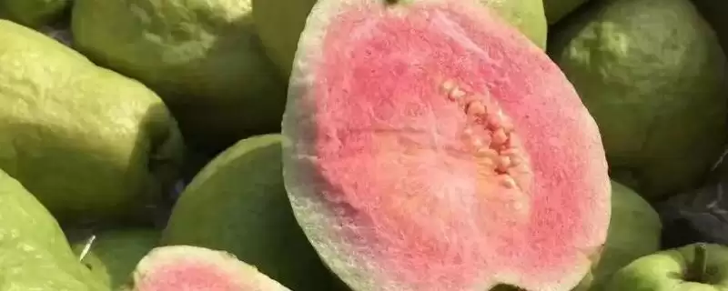 番石榴红心和白心区别,果肉颜色明显不同插图 番石榴红心和白心区别,果肉颜色明显不同插图