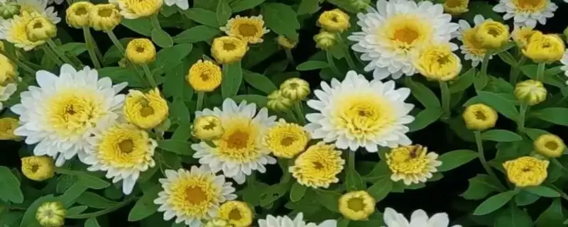菊花花后的修剪问题 ,菊花开完花后为何要剪掉残花呢?-会东网