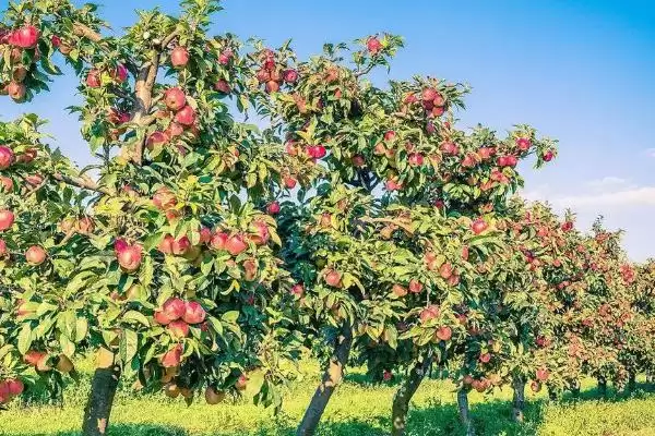 越冬苹果树的病虫害防治方法，要进行一次彻底清园插图1