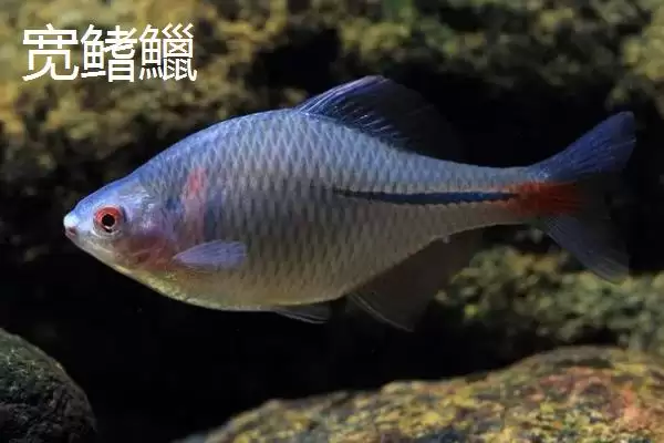 宽鳍鱲和马口鱼的区别 ,宽鳍鱲胸鳍的黑色斑点有何特征？插图7