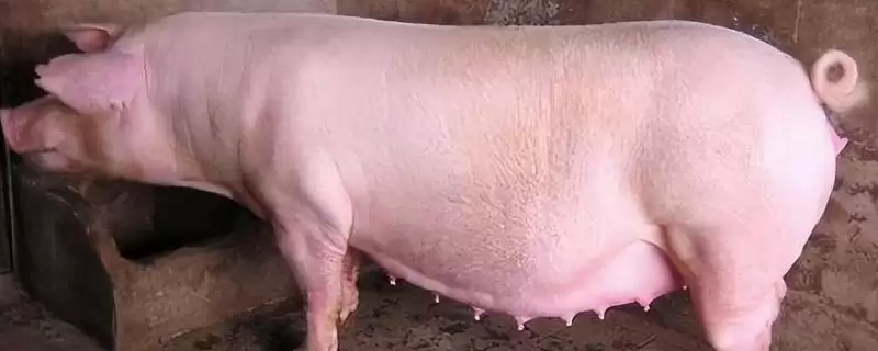 母猪妊娠诊断的常用方法有哪些呢,母猪妊娠诊断常用外观察、直肠触诊等法-会东网