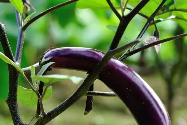 茄子长弯原因剖析：点花或温度问题等的影响插图2