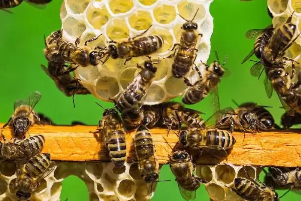 工蜂能变成蜂王吗,三日龄内有机会插图3 工蜂能变成蜂王吗,三日龄内有机会插图3