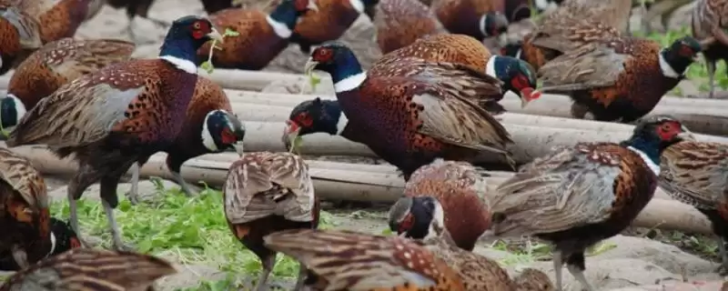 认识人工山鸡养殖优势的方法和重点？养鸡要做好哪些特种养殖优势挖掘？-会东网