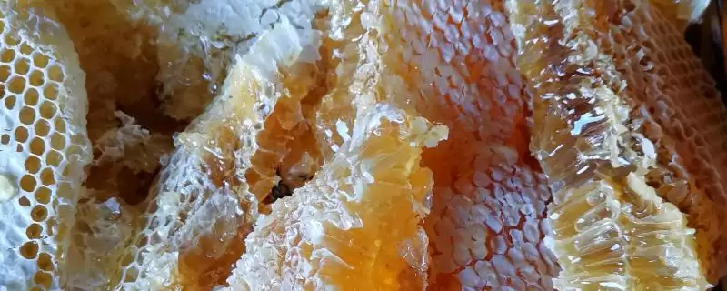 真蜂蜜的价格,太便宜的蜂蜜不能买-会东网