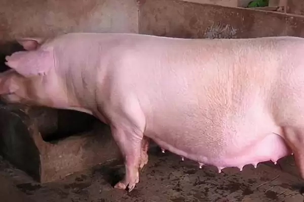 母猪子宫炎有哪些表现症状呢,母猪子宫炎分急性与慢性子宫内膜炎症状插图2