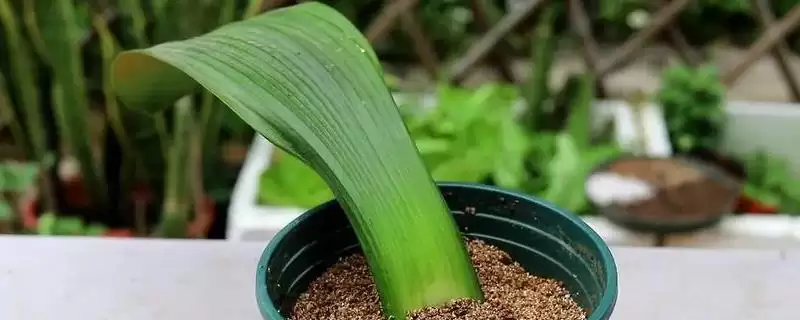 君子兰的繁殖方法 ,君子兰有哪些繁殖的方式呢？-会东网